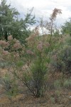 Smallflower Tamarisk