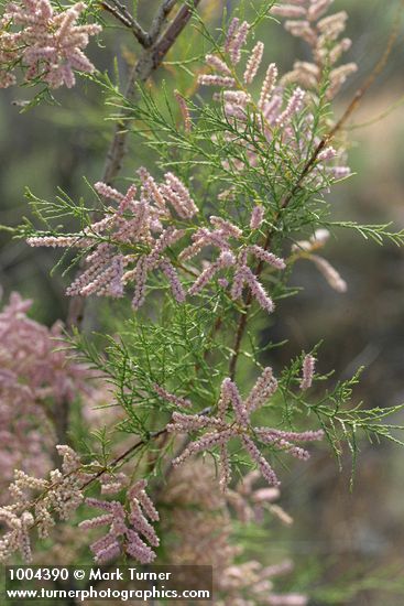 Smallflower Tamarisk blossoms & foliage