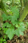 Douglas Maple foliage