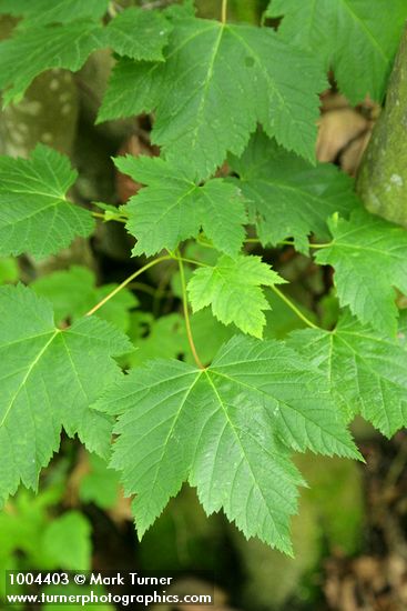 Douglas Maple foliage