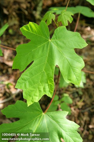 Bigleaf Maple foliage