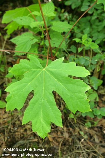 Bigleaf Maple foliage