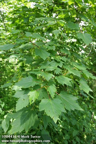 Douglas Maple foliage