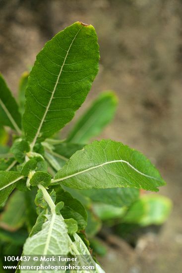 Sitka Willow foliage & stipules detail
