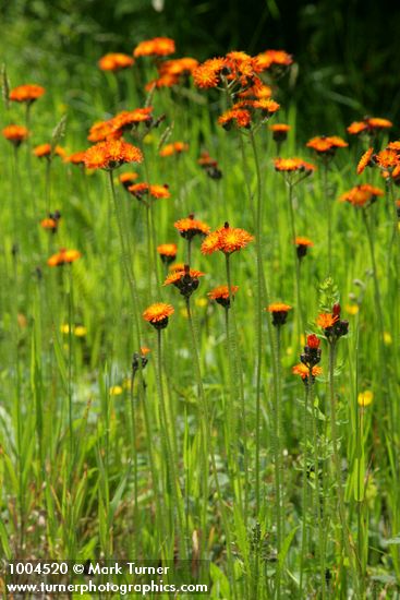 Orange Hawkweed