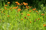 Orange Hawkweed