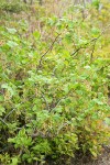 Mapleleaf Currant