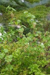 Mapleleaf Currant