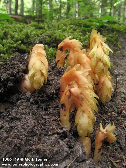 Pinesap emerging from ground
