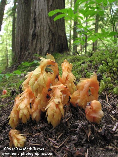 Pinesap emerging from ground