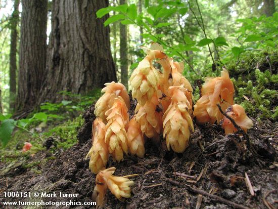 Pinesap emerging from ground