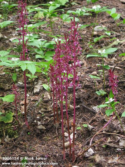 Western Coralroot among Bunchberry