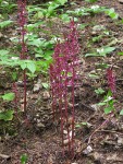 Western Coralroot among Bunchberry