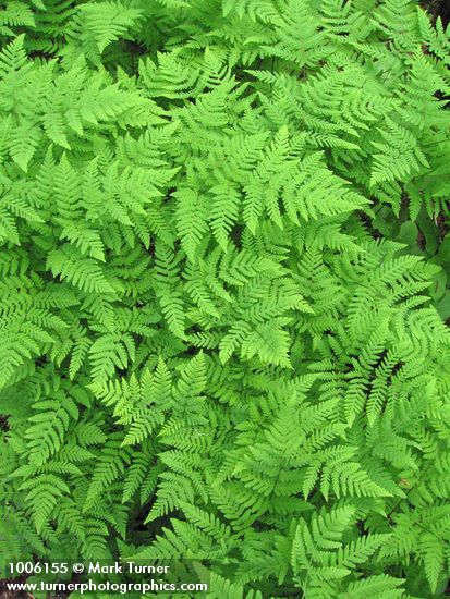 Pacific Oak Ferns