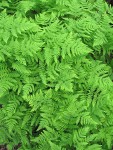 Pacific Oak Ferns