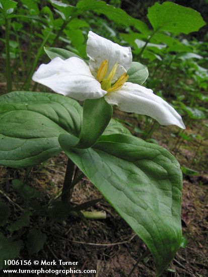 Western Trillium