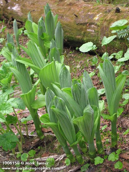 Green Corn Lily emerging foliage