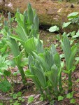 Green Corn Lily emerging foliage