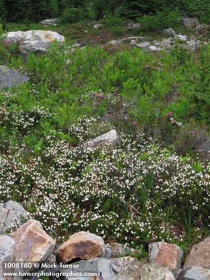 White Mountain Heather