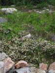 White Mountain Heather