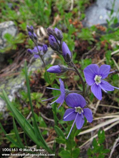 Cusick's Speedwell blossoms