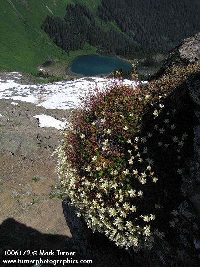 Spotted Saxifrage on cliff above Sauk Lake