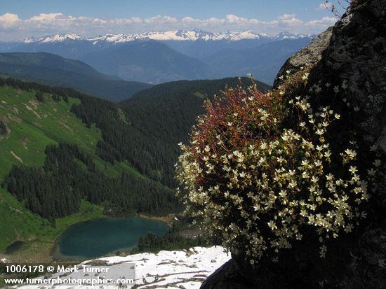 Spotted Saxifrage on cliff above Sauk Lake