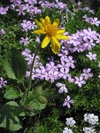 Soft Arnica w/ Spreading Phlox