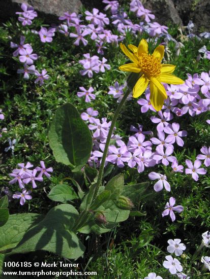 Soft Arnica w/ Spreading Phlox