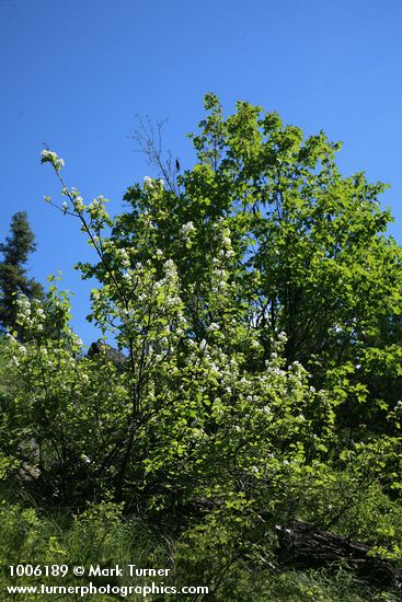 Serviceberry in bloom w/ Douglas Maple bkgnd
