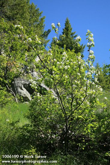 Serviceberry in bloom w/ Douglas Maple bkgnd
