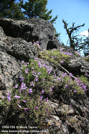 Shrubby Penstemon on rock outcrop