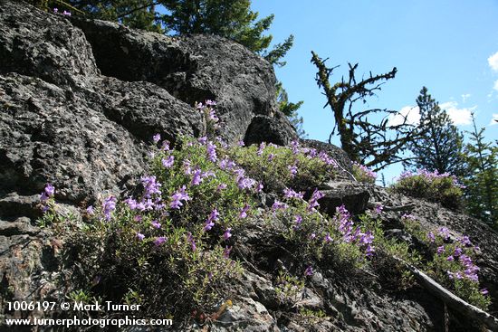 Shrubby Penstemon on rock outcrop