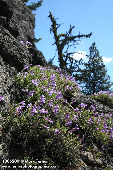 Shrubby Penstemon on rock outcrop
