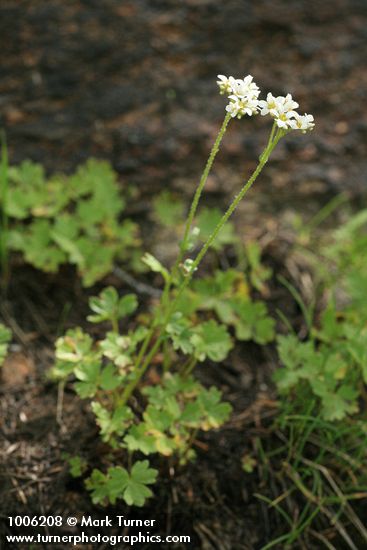 Buttercup-leaf Mock Brookfoam