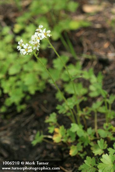 Buttercup-leaf Mock Brookfoam