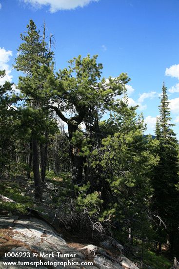 Twisted Lodgepole Pine