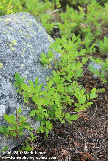 Dwarf Blueberries by lichen-covered boulder