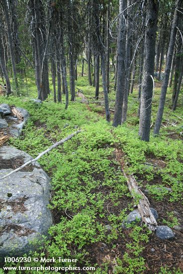 Dwarf Blueberries under Lodgepole Pines