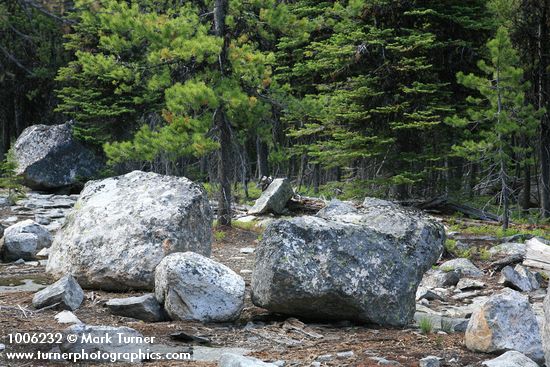 Lodgepole Pine behind erratic boulders