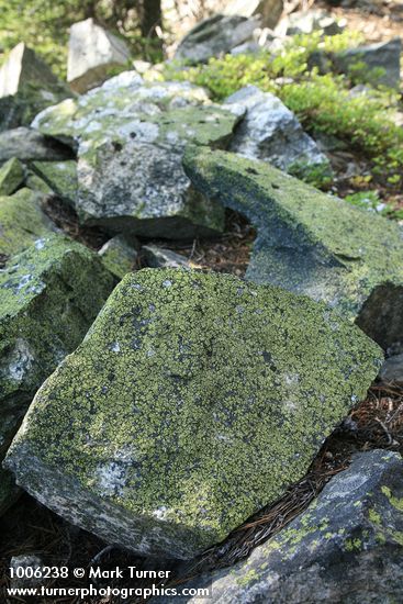 Crustose lichens on rocks