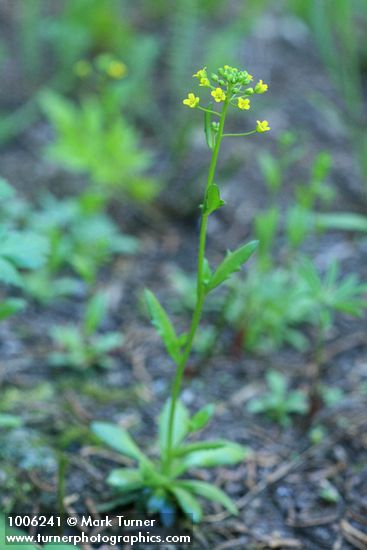 Slender Draba