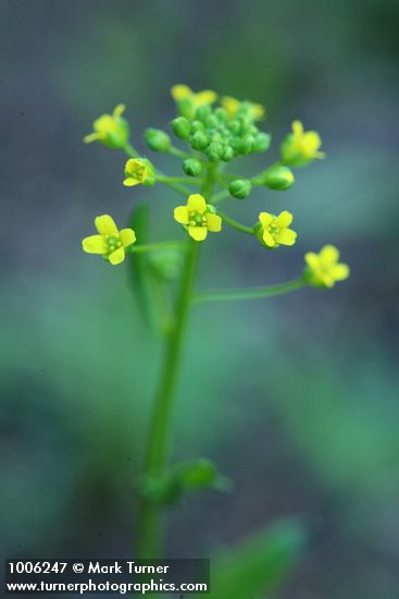 Slender Draba blossoms