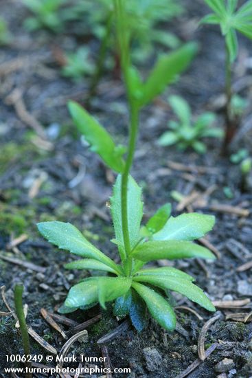 Slender Draba basal rosette