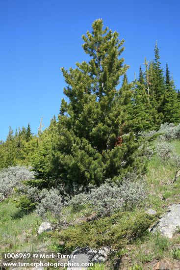 Whitebark Pine w/ Big Sagebrush & Common Juniper fgnd