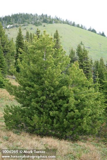 Whitebark Pine