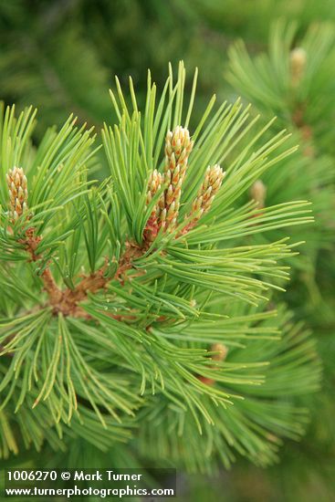 Whitebark Pine foliage detail