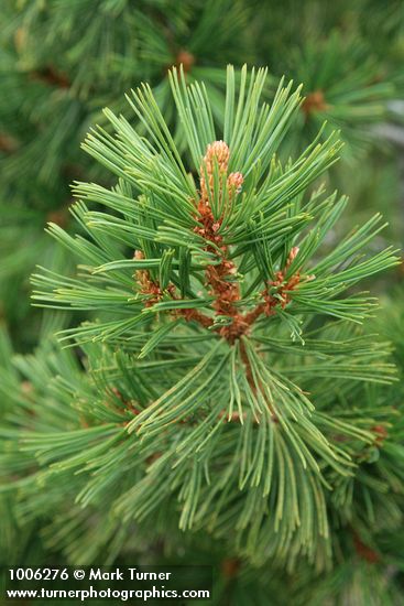 Whitebark Pine foliage detail