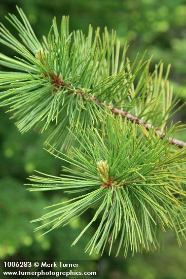 Whitebark Pine foliage detail