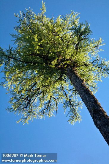 Western Larch crown against blue sky